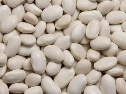 印度白蕓豆提取物滘心港碼頭進口報關清關