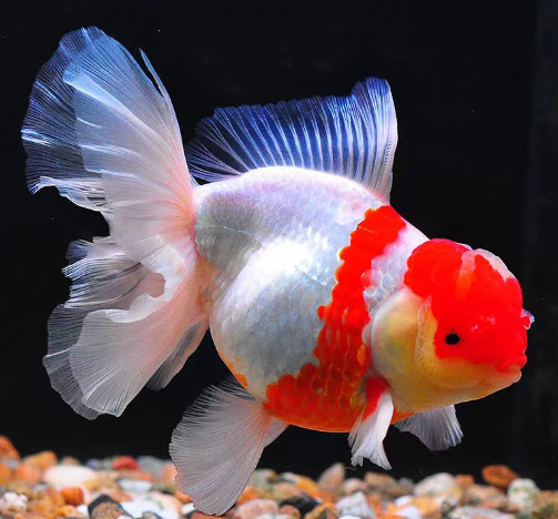 政策解讀 | 關于進口馬達加斯加海捕觀賞魚檢疫和衛(wèi)生要求的公告