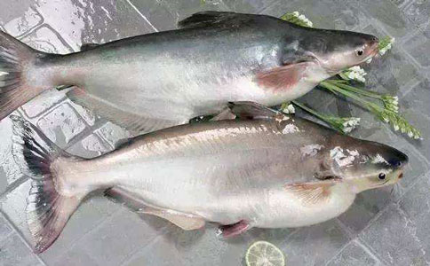 巴沙魚進(jìn)口報關(guān)公司